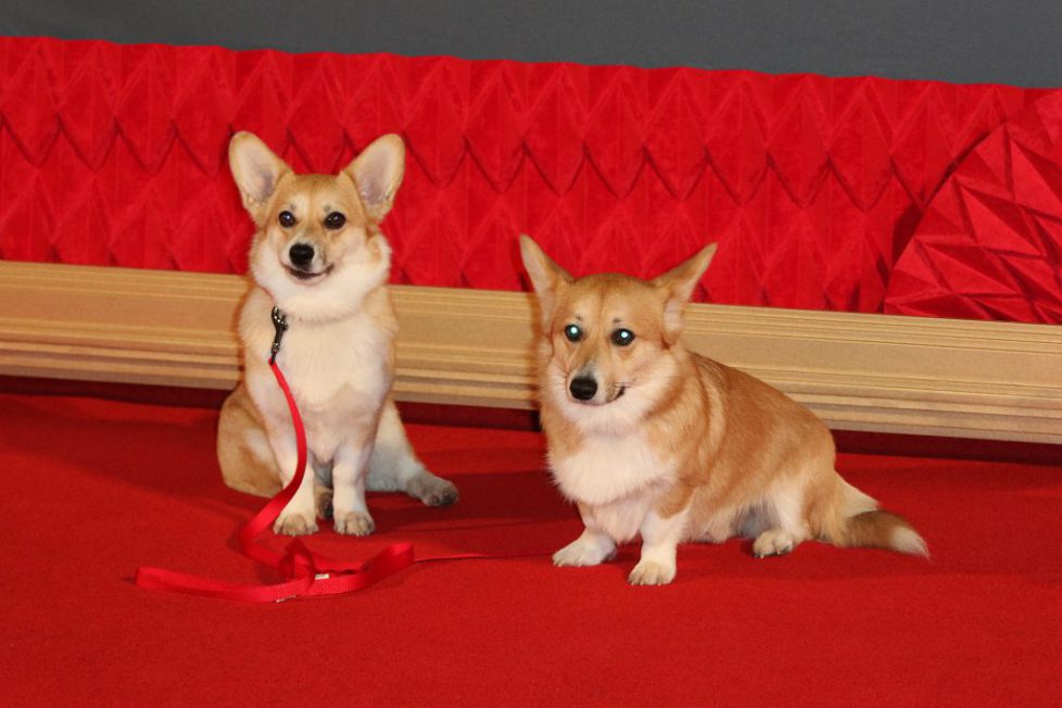 London, UK. 21st Nov, 2017. Corgis, The Crown - Season 2 World Premiere, Leicester Square, London, UK. 21st Nov, 2017. Photo by Richard Goldschmidt Credit: Rich Gold/Alamy Live News